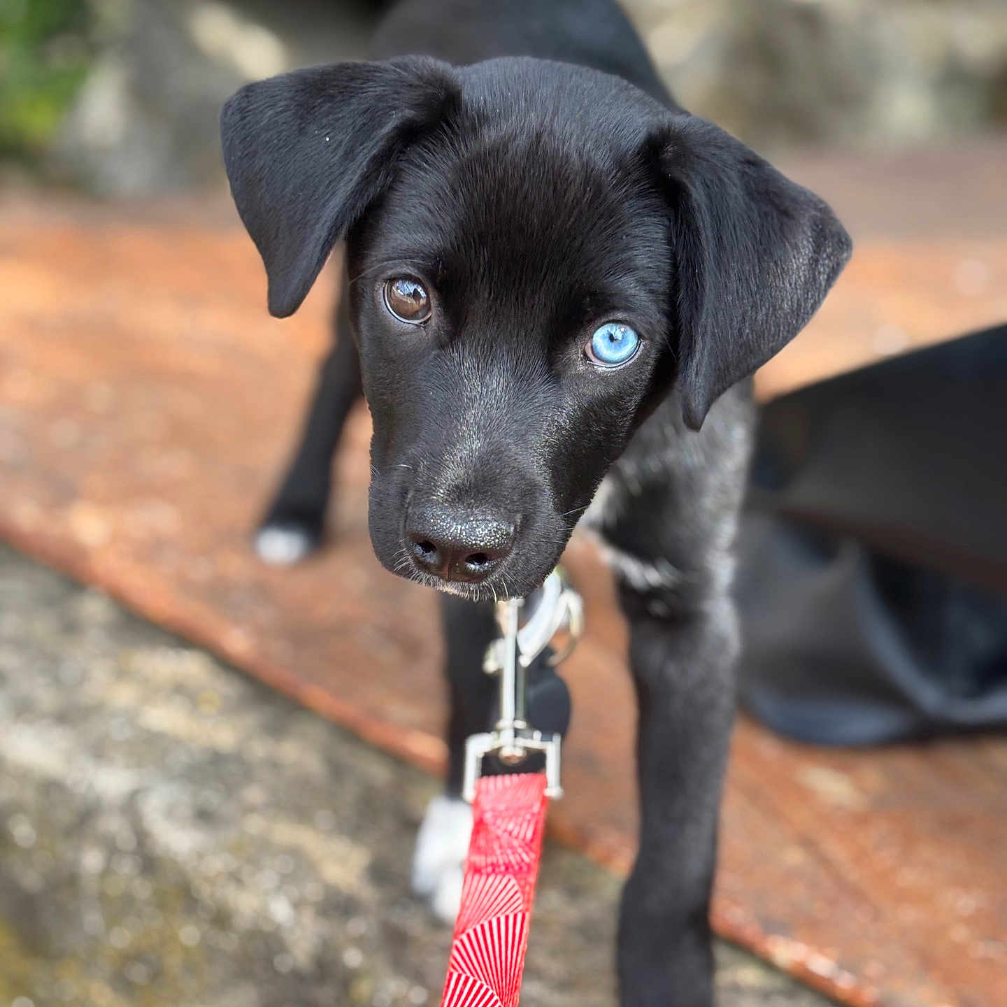 Loki participe au concours pour gagner de l'argent avec cette photo : accessories, animal, canine, collar, dog, hound, labradorretriever, leash, pet, pointer, puppy, snout, strap