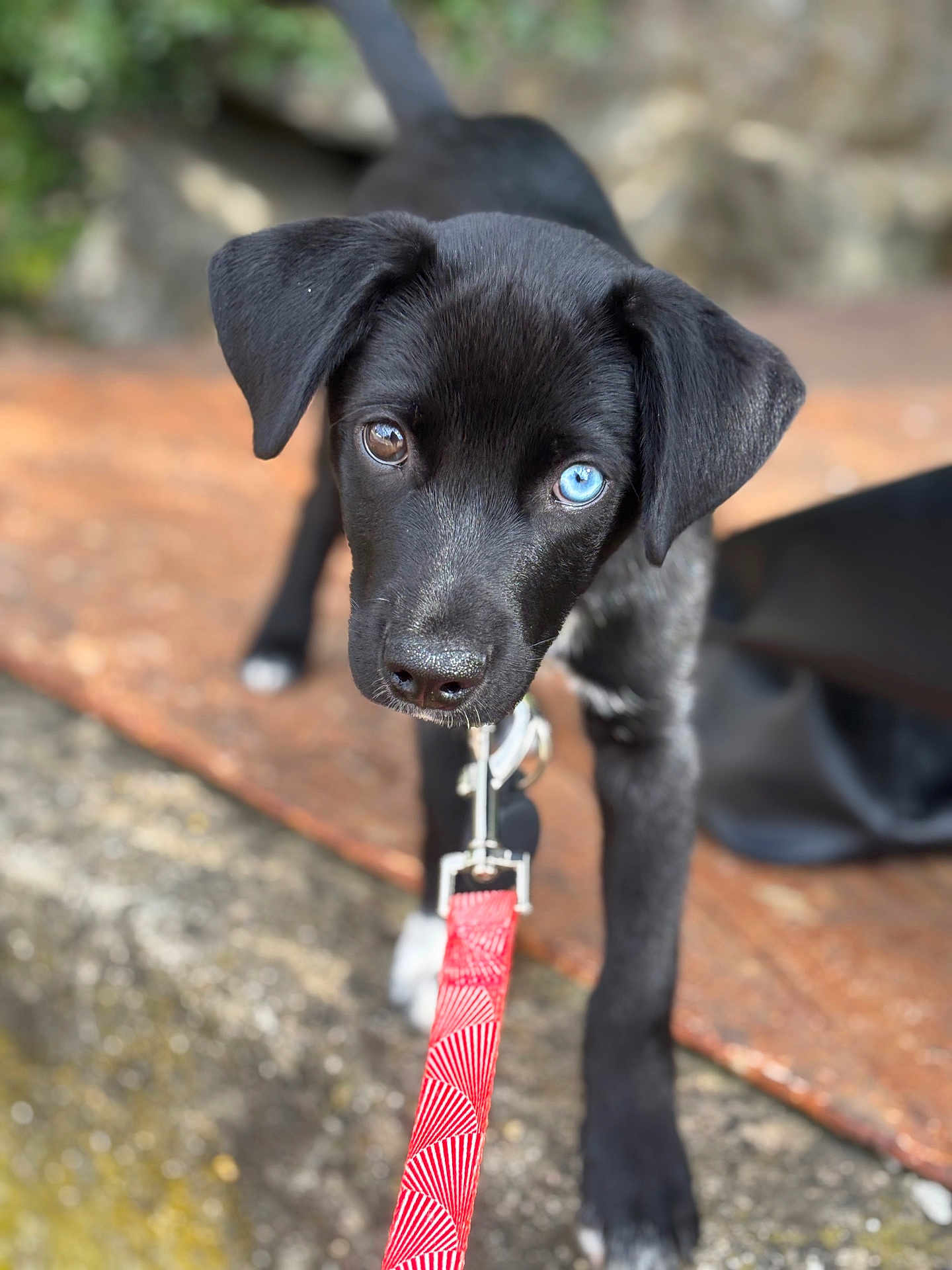 Loki participe au concours pour gagner de l'argent avec cette photo : accessories, animal, canine, collar, dog, hound, labradorretriever, leash, pet, pointer, puppy, snout, strap