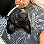 Loki participe au concours pour gagner de l'argent avec cette photo : animal, bed, bedroom, blanket, canine, chihuahua, couch, cushion, dog, furniture, homedecor, hound, indoors, labradorretriever, linen, pet, pillow, pug, puppy, room