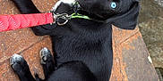 Loki participe au concours pour gagner de l'argent avec cette photo : accessories, animal, belt, brick, bulldog, canine, collar, dog, flagstone, formalwear, hound, labradorretriever, leash, path, pet, plant, puppy, slate, strap, walkway