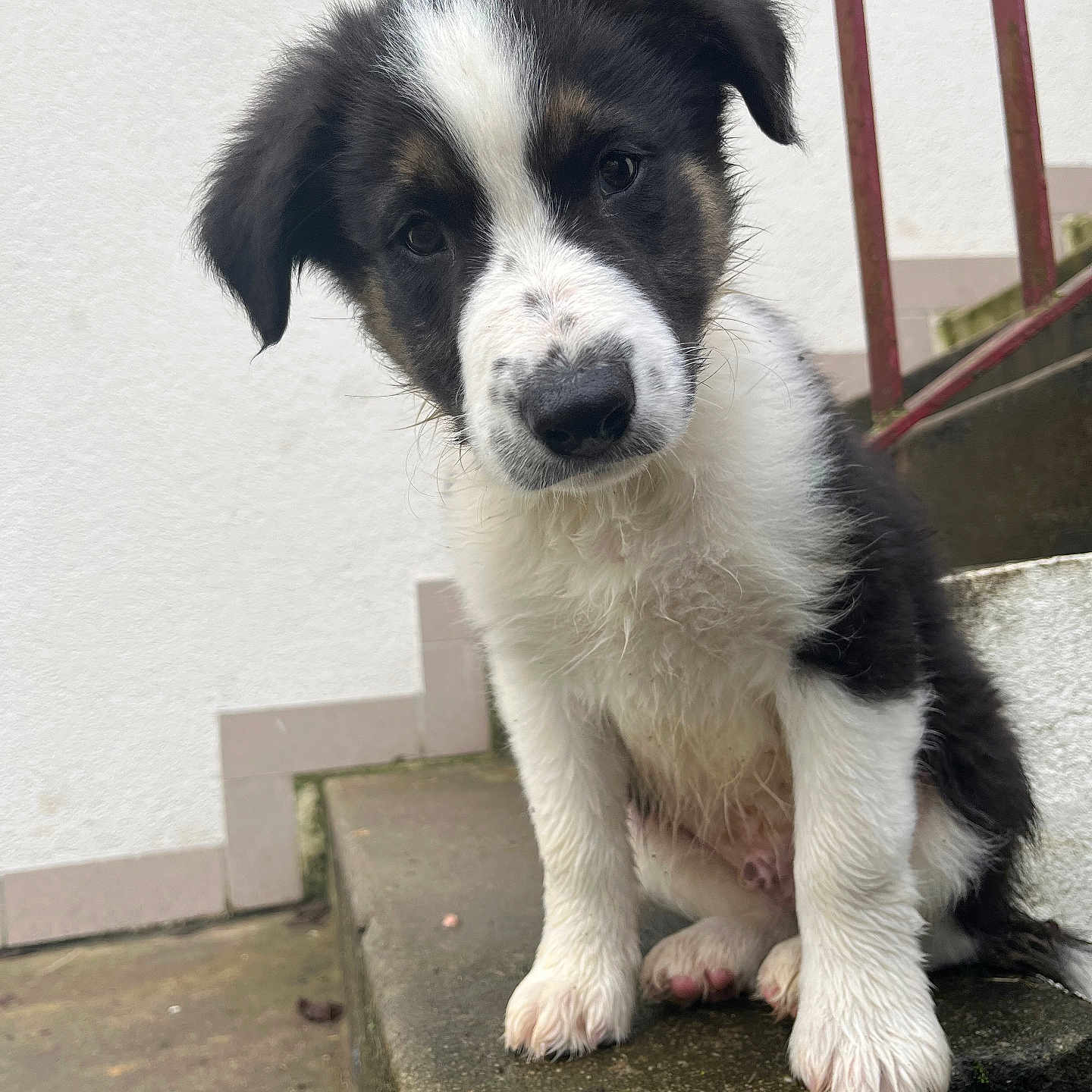 Koyo participe au concours pour gagner de l'argent avec cette photo : accessories, animal, canine, collie, dog, eskimodog, flagstone, handrail, hound, husky, path, pet, puppy, saintbernard, slate, snout, strap, terrier, walkway, whitedog