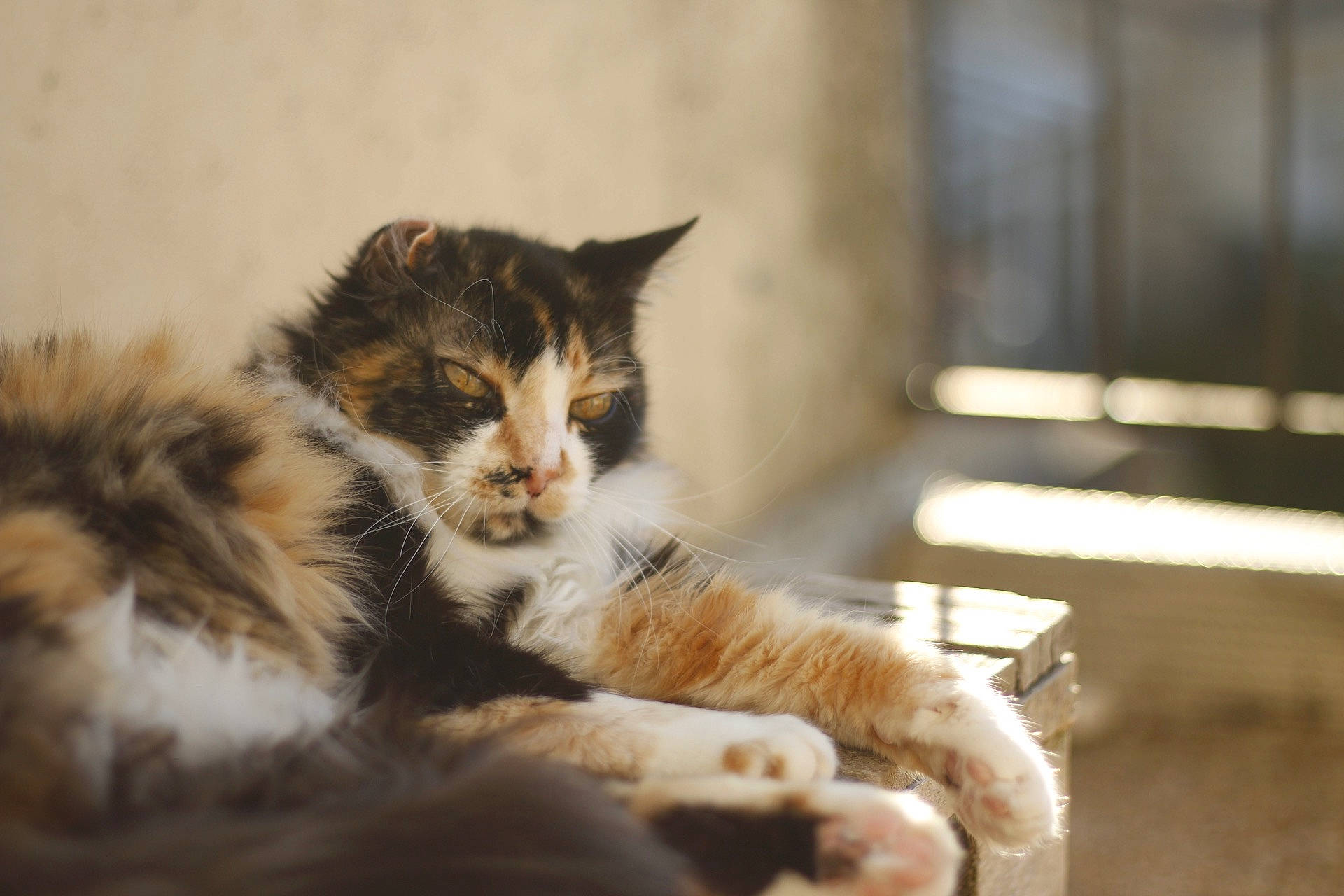 Aquarelle participe au concours pour gagner de l'argent avec cette photo : aegean_cat, asian, carnivore, cat, domestic_short_haired_cat, ear, european_shorthair, felidae, fur, kitten, mammal, norwegian_forest_cat, polydactyl_cat, small_to_medium_sized_cats, snapshot, tabby_cat, whiskers