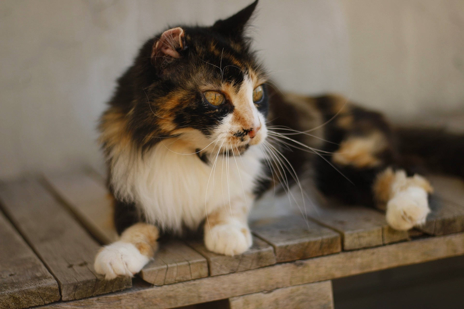 Aquarelle a rejoint le concours — aidez-le/la à gagner de superbes lots ! aegean_cat, carnivore, cat, domestic_long_haired_cat, domestic_short_haired_cat, european_shorthair, fawn, felidae, fur, kitten, maine_coon, mammal, norwegian_forest_cat, polydactyl_cat, small_to_medium_sized_cats, whiskers