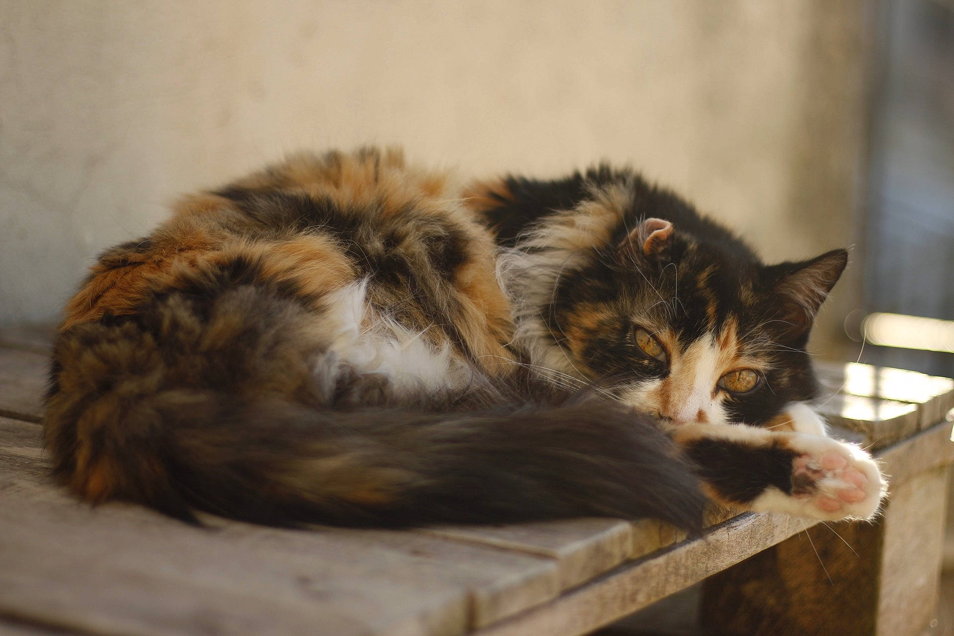 Aquarelle a rejoint le concours — aidez-le/la à gagner de superbes lots ! carnivore, cat, domestic_long_haired_cat, domestic_short_haired_cat, european_shorthair, felidae, fur, kitten, mammal, norwegian_forest_cat, small_to_medium_sized_cats, tabby_cat, whiskers