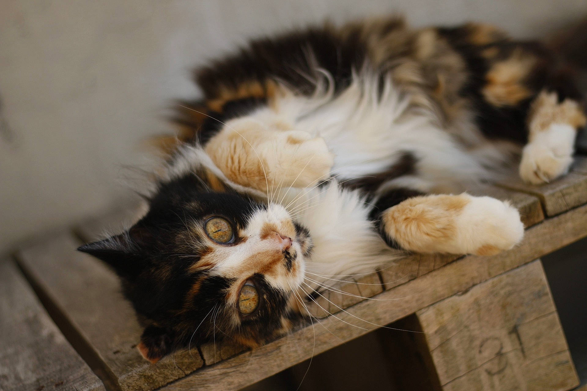 Aquarelle participe au concours pour gagner de l'argent avec cette photo : asian, carnivore, cat, claw, domestic_long_haired_cat, european_shorthair, felidae, fur, kitten, mammal, norwegian_forest_cat, paw, polydactyl_cat, small_to_medium_sized_cats, tabby_cat, whiskers