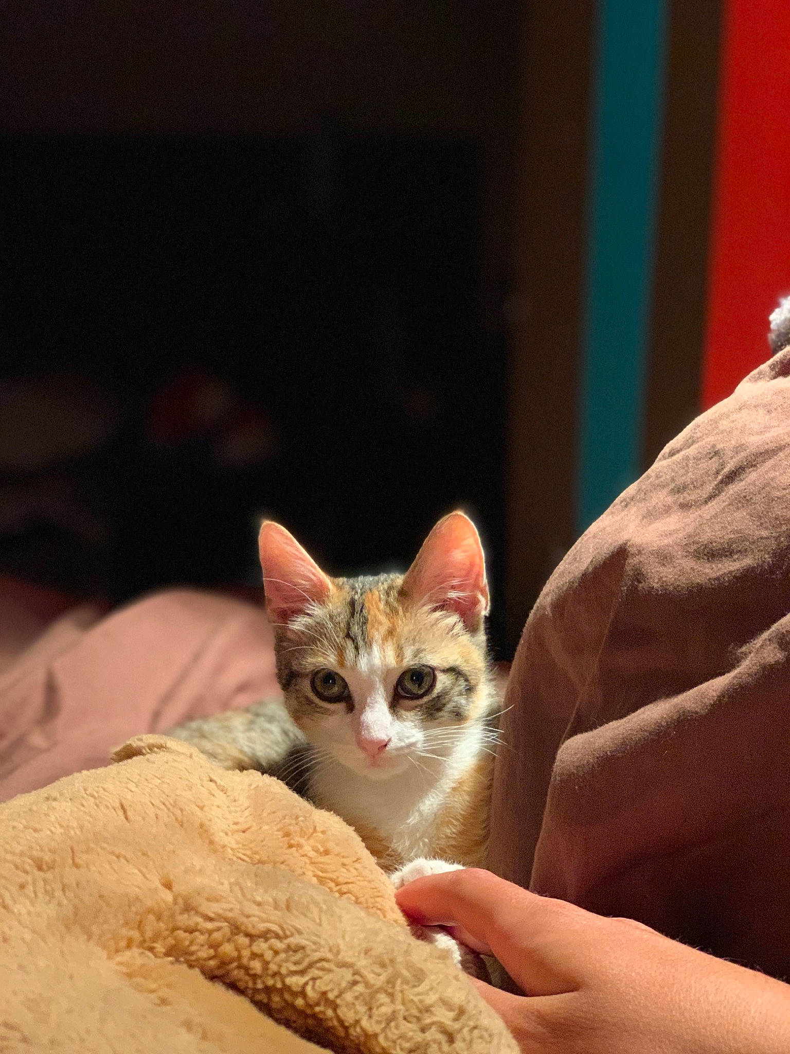 Radja participe au concours pour gagner de l'argent avec cette photo : aegean_cat, american_wirehair, arabian_mau, asian, burmilla, carnivore, cat, domestic_short_haired_cat, european_shorthair, fawn, felidae, kitten, mammal, munchkin, ojos_azules, singapura, small_to_medium_sized_cats, whiskers