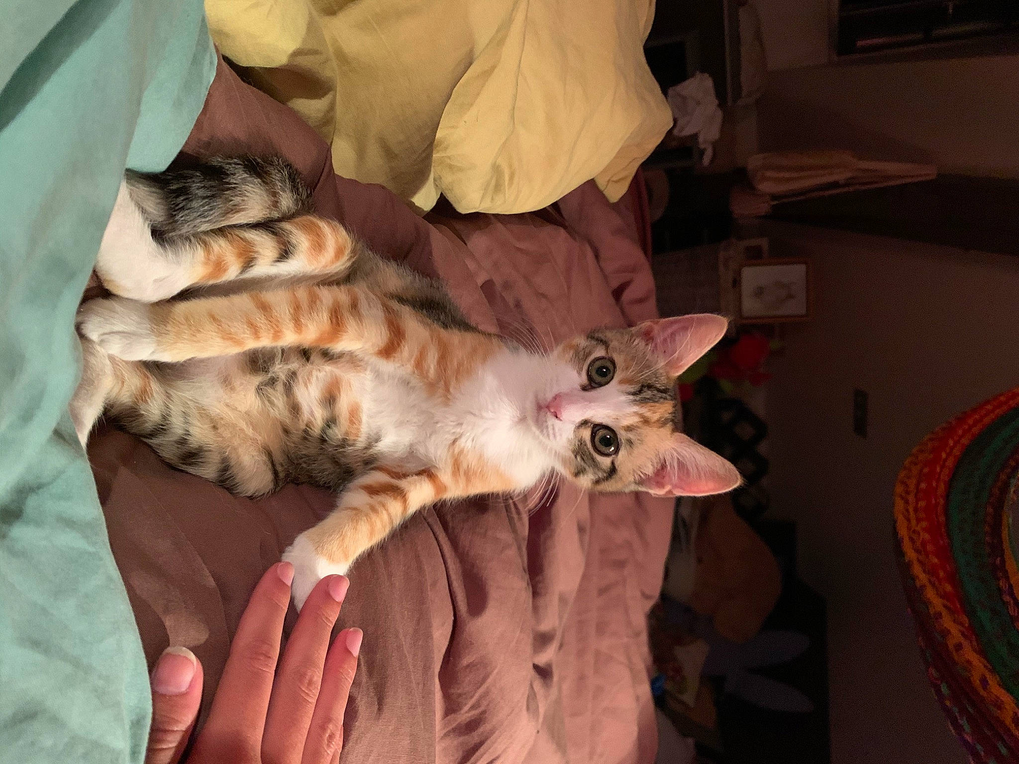 Radja a rejoint le concours — aidez-le/la à gagner de superbes lots ! asian, carnivore, cat, claw, domestic_short_haired_cat, european_shorthair, fawn, felidae, fur, kitten, paw, small_to_medium_sized_cats, tabby_cat, whiskers