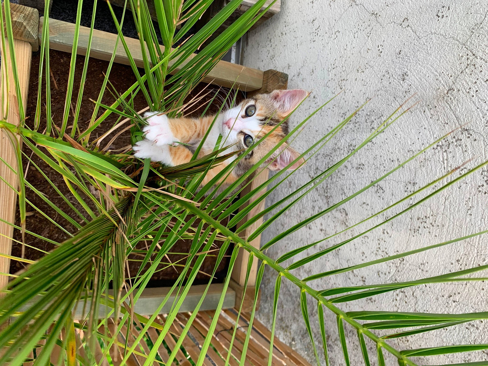 Radja a rejoint le concours — aidez-le/la à gagner de superbes lots ! arecales, cat, felidae, flower, grass, grass_family, leaf, plant, small_to_medium_sized_cats, tree, whiskers