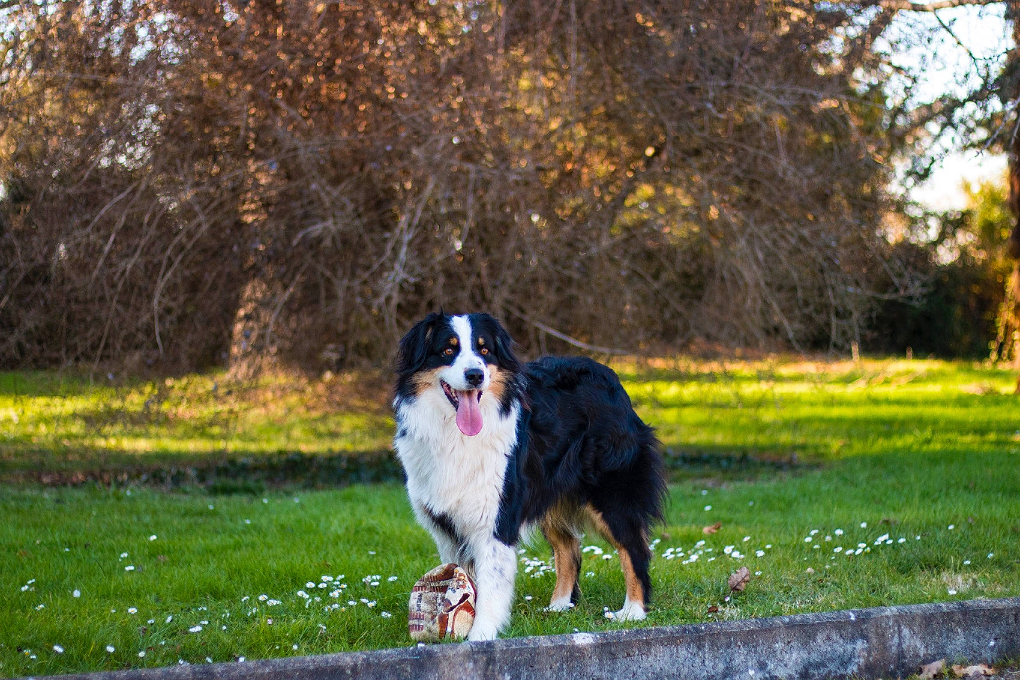 Maloa a rejoint le concours — aidez-le/la à gagner de superbes lots ! australian_shepherd, bernese_mountain_dog, border_collie, canidae, carnivore, companion_dog, dog, dog_breed, english_shepherd, grass, herding_dog, mammal, miniature_australian_shepherd, plant, rare_breed_dog, sporting_group, stabyhoun, vertebrate, welsh_sheepdog, working_dog