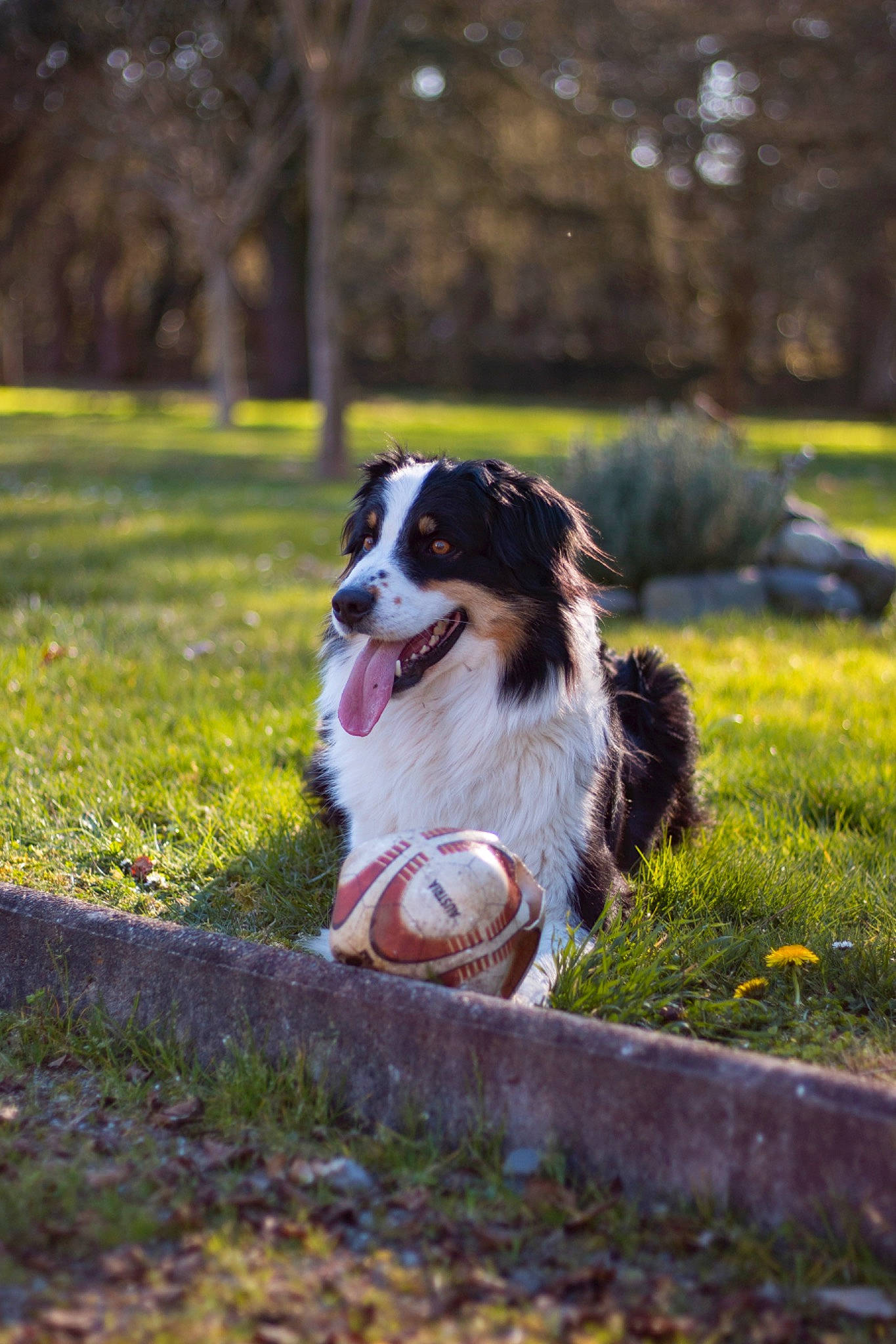 Maloa participe au concours pour gagner de l'argent avec cette photo : australian_shepherd, autumn, border_collie, canidae, carnivore, companion_dog, dog, dog_breed, drentse_patrijshond, english_shepherd, grass, mammal, miniature_australian_shepherd, plant, rare_breed_dog, sporting_group, stabyhoun, tree, vertebrate, working_dog