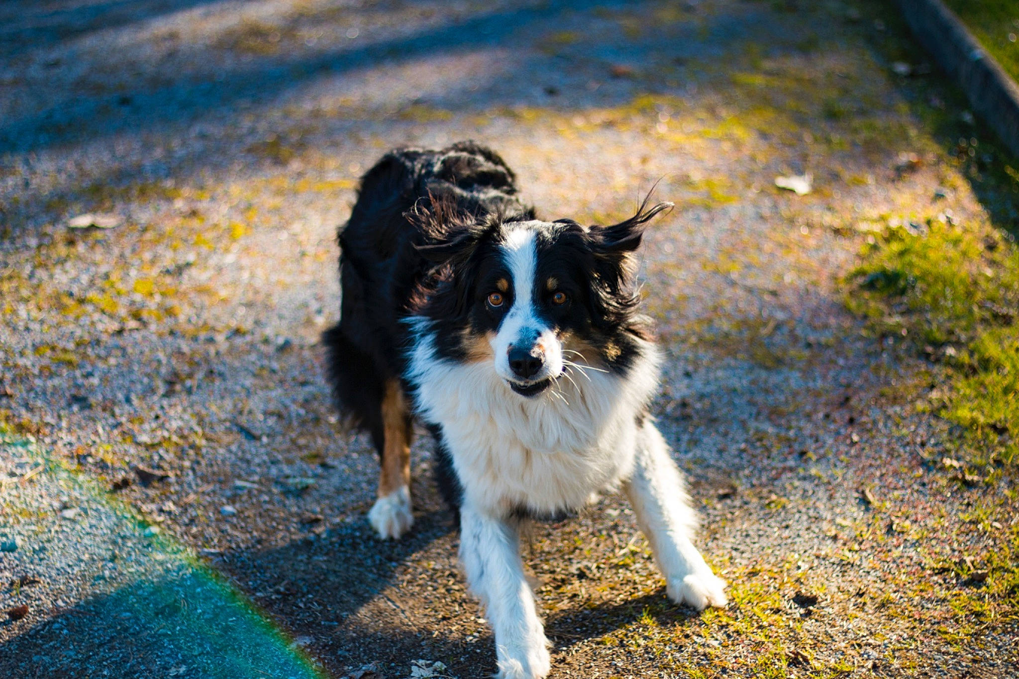 Maloa a rejoint le concours — aidez-le/la à gagner de superbes lots ! australian_collie, australian_shepherd, border_collie, canidae, carnivore, collie, companion_dog, dog, dog_breed, english_shepherd, grass, herding_dog, mammal, rare_breed_dog, rough_collie, shetland_sheepdog, sporting_group, welsh_sheepdog, working_dog
