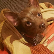 Cinnamon is registered to the contest to win money with this photo: dog, brown_dog, blanket, couch, pet, ears, fur, cozy, wrapped, curious, indoors, resting, animal, small_dog, canine, looking, texture, soft, home, comfort