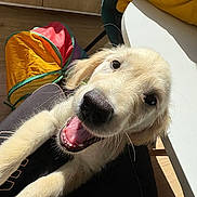 Vanilla participe au concours pour gagner de l'argent avec cette photo : puppy, dog, golden_retriever, smiling, happy, indoor, sunlight, toy, colorful, floor, table, chair, pet, playful, cute, animal, canine, young, fur, whiskers