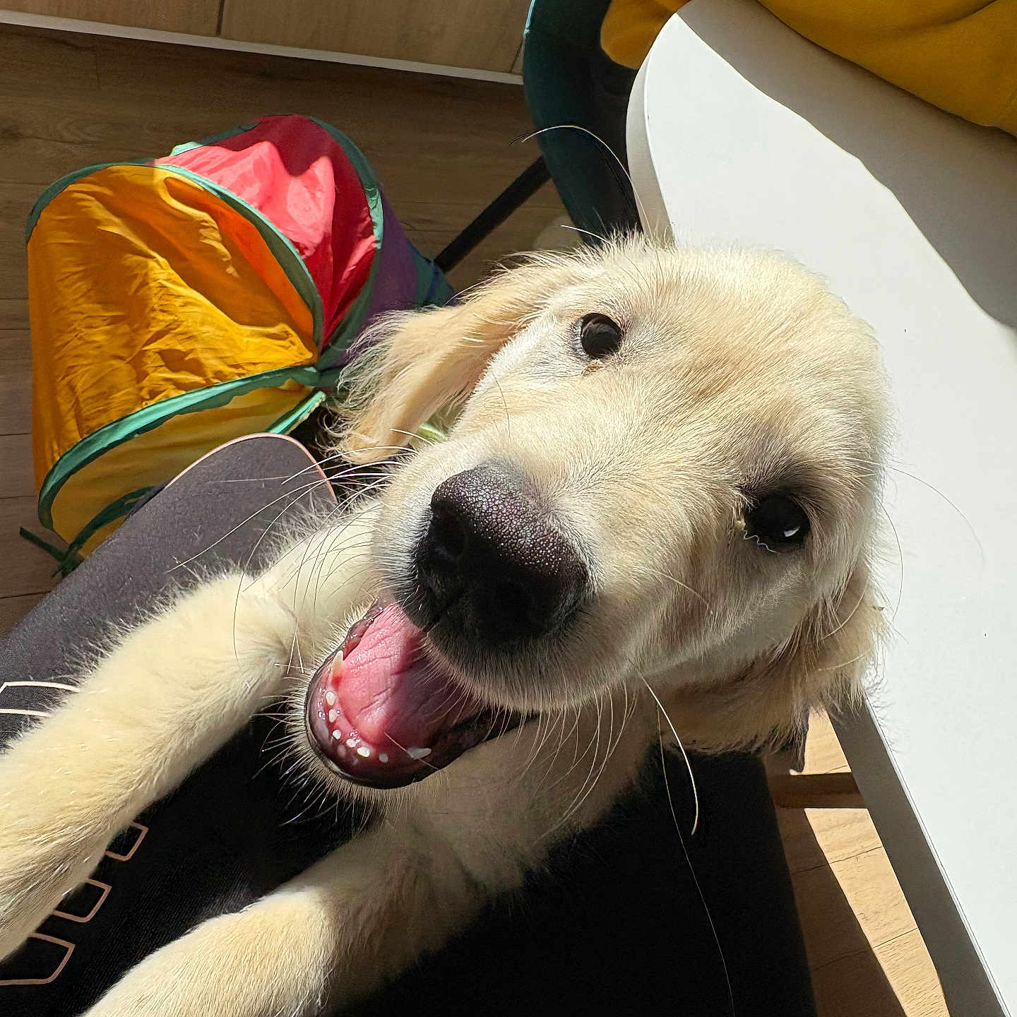 Vanilla participe au concours pour gagner de l'argent avec cette photo : animal, canine, chair, colorful, cute, dog, floor, fur, golden_retriever, happy, indoor, pet, playful, puppy, smiling, sunlight, table, toy, whiskers, young