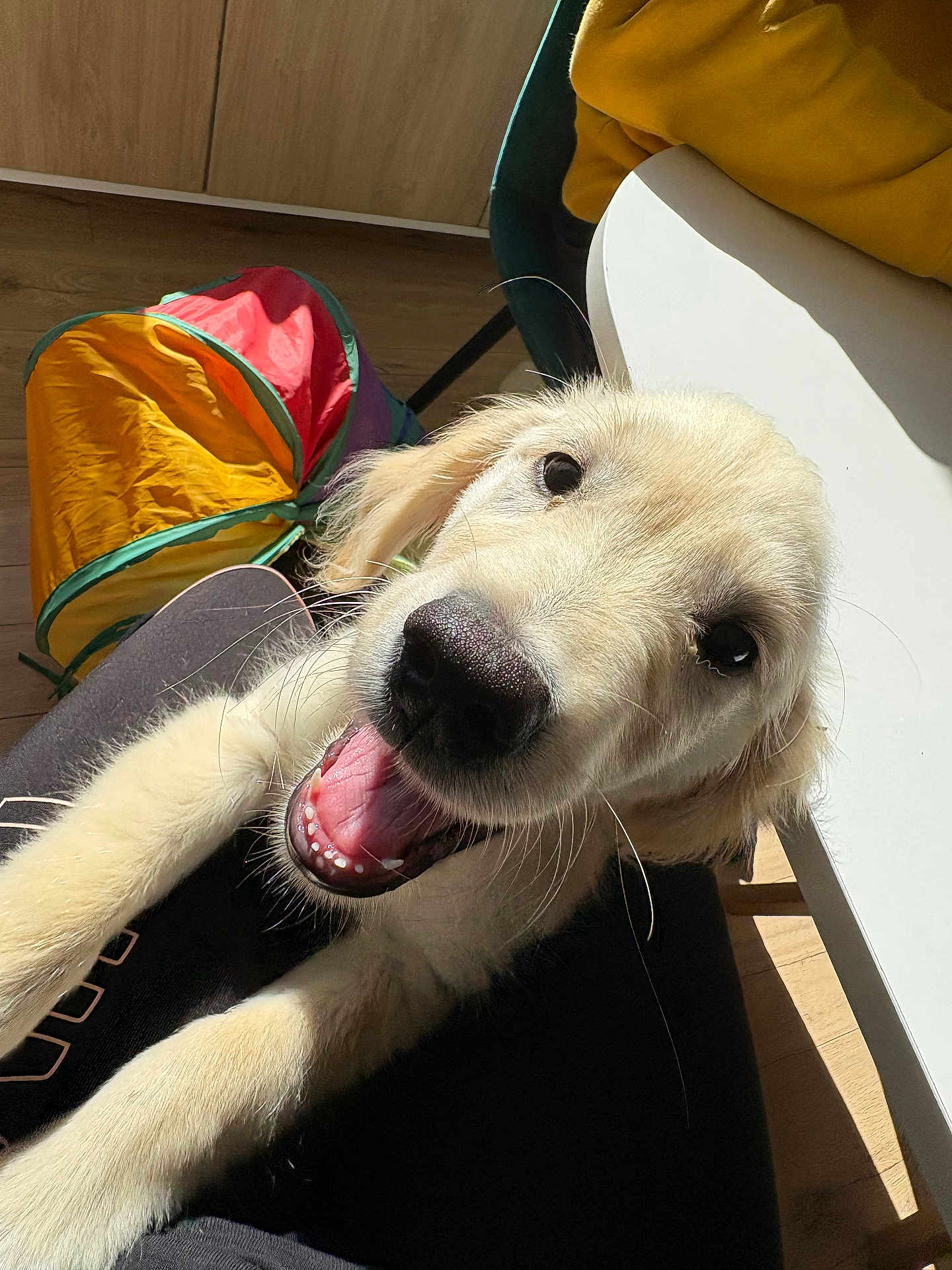 Vanilla participe au concours pour gagner de l'argent avec cette photo : puppy, dog, golden_retriever, smiling, happy, indoor, sunlight, toy, colorful, floor, table, chair, pet, playful, cute, animal, canine, young, fur, whiskers