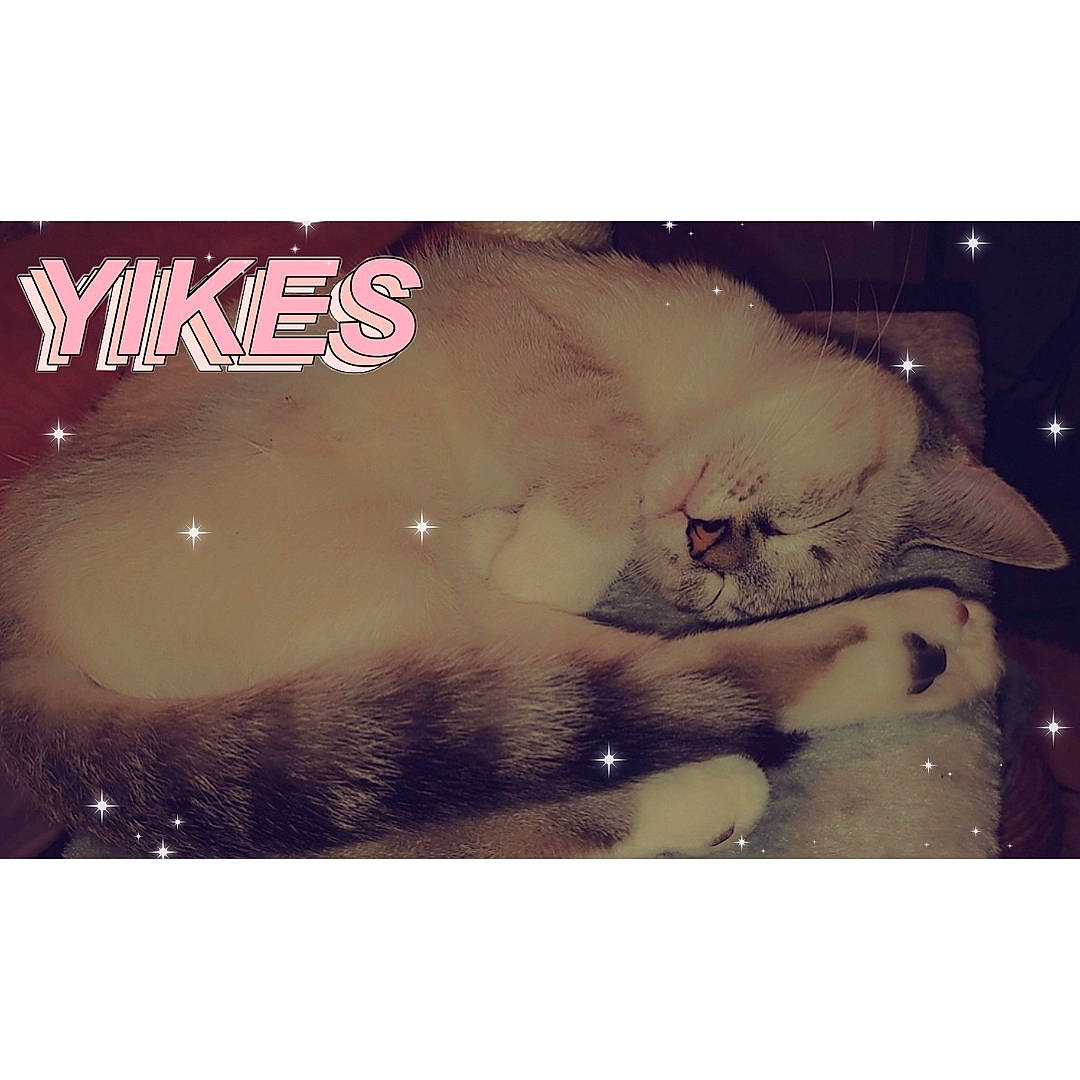 Isis joined the competition — help win amazing prizes! carnivore, cat, cloud, comfort, companion_dog, felidae, flesh, font, fur, gesture, happy, love, organism, paw, photo_caption, selfie, small_to_medium_sized_cats, snout, tail, whiskers