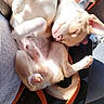 June a rejoint le concours — aidez-le/la à gagner de superbes lots ! puppy, dog, sleeping, pet, cute, lap, sunlight, relaxation, cozy, animal, white, brown, fur, paw, nose, indoor, casual, resting, peaceful, adorable