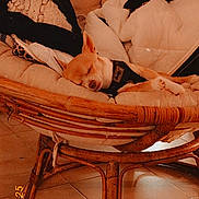 June a rejoint le concours — aidez-le/la à gagner de superbes lots ! dog, sleeping, chair, cushion, blanket, wicker, indoor, floor, tile, cozy, pet, resting, small_dog, home, warm_lighting, timestamp, vintage, relaxation, comfort, furniture