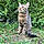 Filou
