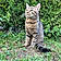 Filou