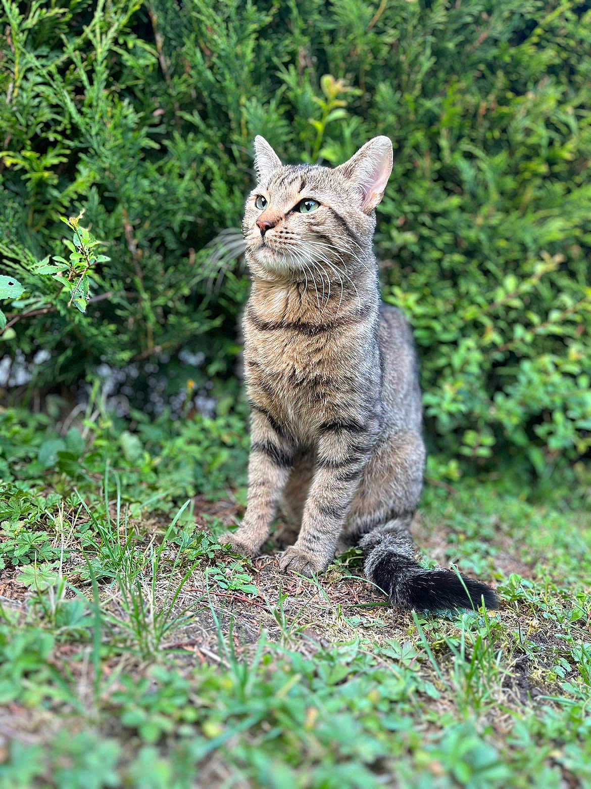 Filou