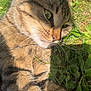 animal, cat, close_up, cute, daylight, feline, fur, grass, green_eyes, laying_down, mammal, nature, outdoor, pet, portrait, relaxed, sleepy, sunlight, tabby, whiskers