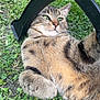animal, cat, chair, closeup, curious, cute, fur, garden, grass, greenery, lying_down, metal, nature, outdoor, paw, pet, playful, relaxed, tabby, whiskers