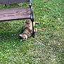 animal, bench, cat, cute, feline, garden, grass, greenery, lazy, nature, outdoor, peaceful, pet, playful, relaxed, resting, summer, sunlight, tabby, wood