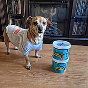 Hercules joined the competition — help win amazing prizes! animal, brown_dog, cabinet, canine, container, curious, dog, dog_treats, dvd, floor, glass_door, indoor, person_reflection, pet, reflection, shirt, small_dog, stacked, white_shirt, wooden_floor