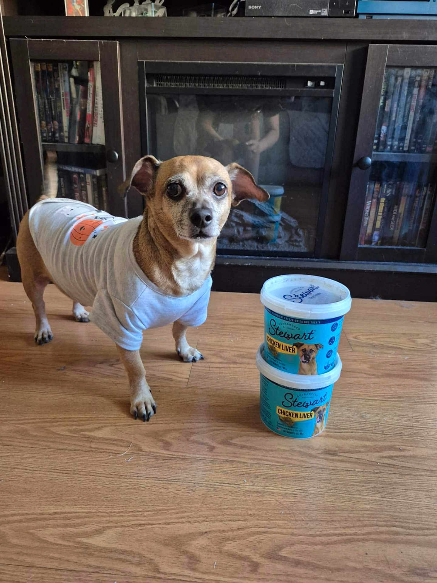 Hercules joined the competition — help win amazing prizes! animal, brown_dog, cabinet, canine, container, curious, dog, dog_treats, dvd, floor, glass_door, indoor, person_reflection, pet, reflection, shirt, small_dog, stacked, white_shirt, wooden_floor