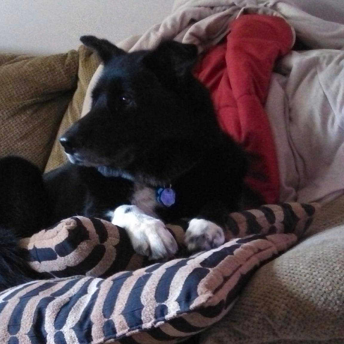 Pandy is registered to the contest to win money with this photo: