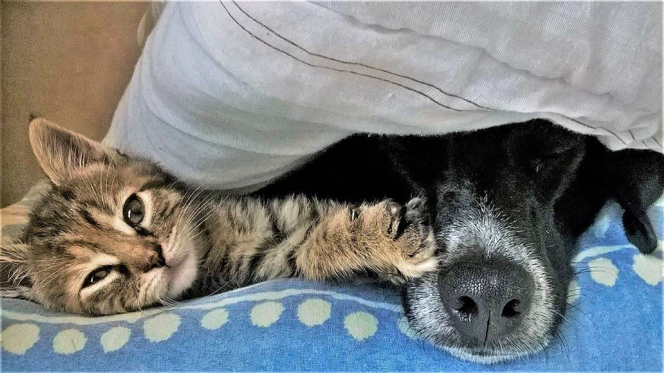 Maya participe au concours pour gagner de l'argent avec cette photo : animal, bed, black_dog, blanket, cat, close_up, companion, cozy, cushion, dog, fur, indoor, kitten, paw, pet, relaxed, resting, sleeping, sleepy, snout