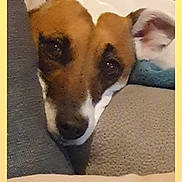 Poupie participe au concours pour gagner de l'argent avec cette photo : dog, pet, cushion, blanket, cozy, indoor, brown, white, ears, face, resting, snug, woven_basket, texture, closeup, animal, cute, home, relaxed, portrait