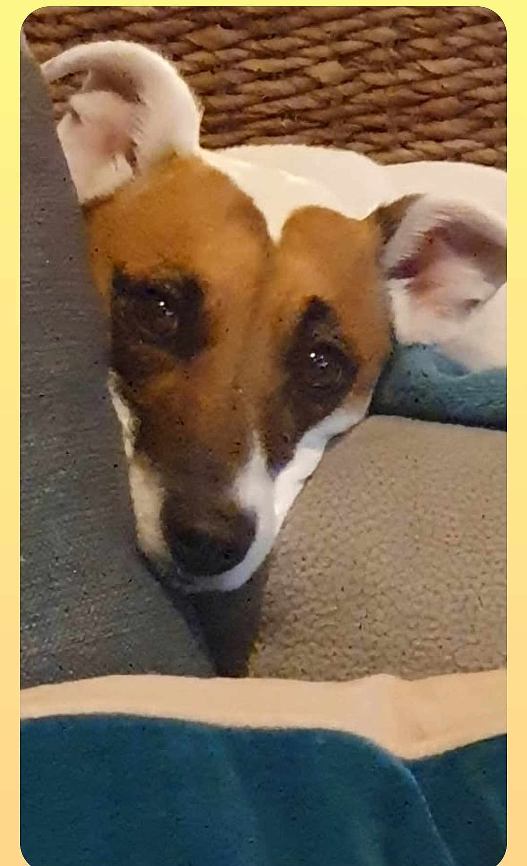 Poupie participe au concours pour gagner de l'argent avec cette photo : dog, pet, cushion, blanket, cozy, indoor, brown, white, ears, face, resting, snug, woven_basket, texture, closeup, animal, cute, home, relaxed, portrait