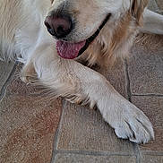 Taiko a rejoint le concours — aidez-le/la à gagner de superbes lots ! dog, golden_retriever, pet, animal, canine, lying_down, floor, tile_floor, indoor, tongue_out, relaxed, paw, fur, muzzle, ears, nose, friendly, companion, cute, portrait