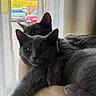 Minnie And Maggie joined the competition — help win amazing prizes! cat, gray_cat, pets, cuddling, window, curtains, indoor, feline, animal, soft, perch, relaxing, two_cats, closeup, fur, whiskers, cozy, resting, domestic_animal, blurred_background