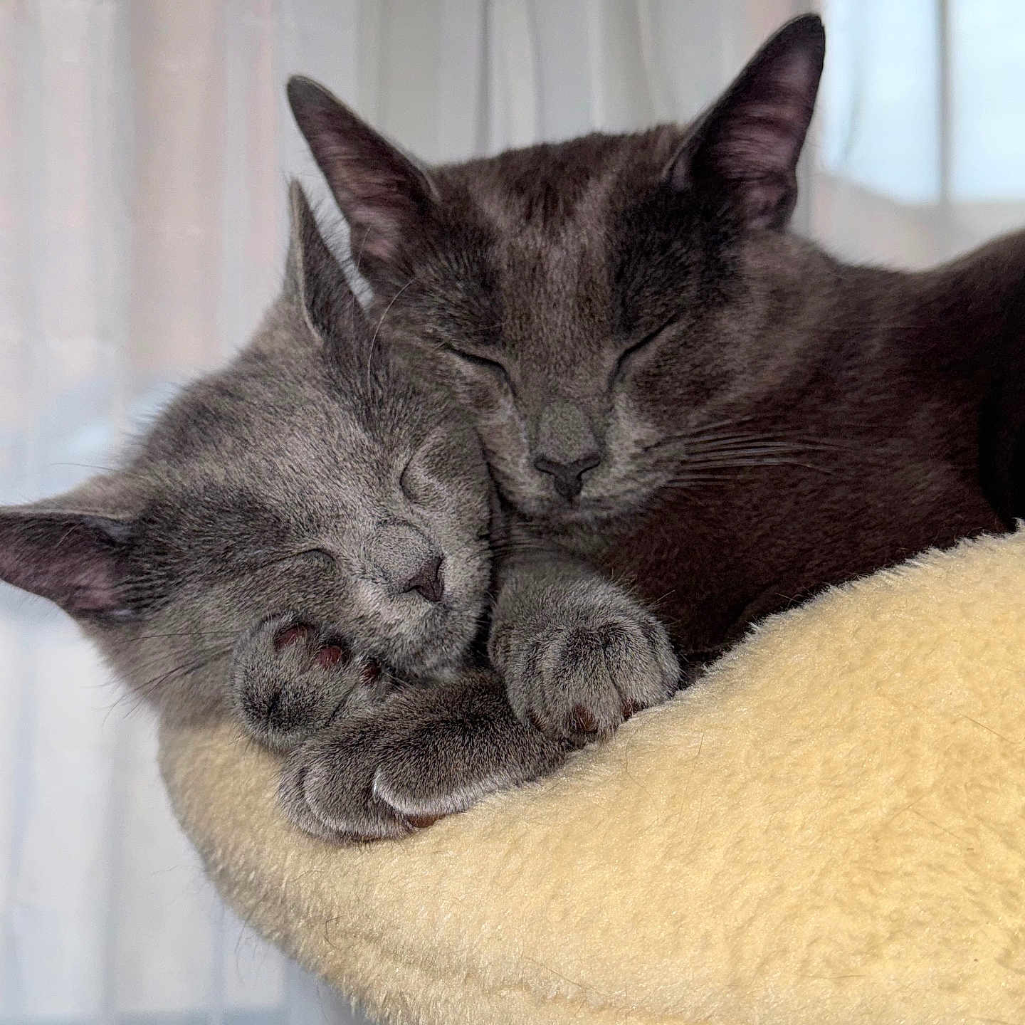 Minnie And Maggie joined the competition — help win amazing prizes! cat, sleeping, snuggling, cozy, furry, pets, animals, closeup, indoor, soft_light, cute, resting, two_cats, gray_cat, cat_paws, cat_ears, cat_face, feline, peaceful, warm