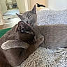 Minnie And Maggie is registered to the contest to win money with this photo: cat, cats, snuggling, affection, fluffy_blanket, pet, animal, cozy, indoor, sleeping, licking, fur, cute, domestic_animal, companionship, relaxing, home, soft_texture, gray_cat, brown_cat