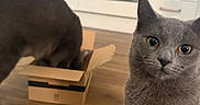 Minnie And Maggie is registered to the contest to win money with this photo: cat, gray_cat, cardboard_box, kitchen, curious, wooden_floor, appliance, domestic_animal, pet, feline, indoor, cabinet, oven, towel, flooring, mammal, whiskers, ears, eyes, fur
