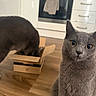 cat, gray_cat, cardboard_box, kitchen, curious, wooden_floor, appliance, domestic_animal, pet, feline, indoor, cabinet, oven, towel, flooring, mammal, whiskers, ears, eyes, fur