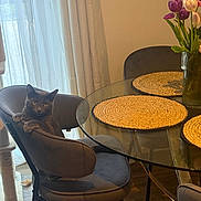 Minnie And Maggie is registered to the contest to win money with this photo: cat, gray_cat, chair, glass_table, placemats, vase, tulips, flowers, curtains, window, indoor, wooden_floor, furniture, pet, relaxed, cozy, daylight, home, living_room, domestic_animal
