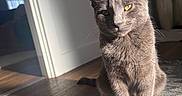 Minnie Randall is registered to the contest to win money with this photo: animal, cat, close_up, cozy, domestic_cat, ears, feline, fur, gray_cat, home, indoor, pet, rug, serene, shadow, sitting, sunlight, whiskers, wooden_floor, yellow_eyes