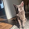 animal, cat, close_up, cozy, domestic_cat, ears, feline, fur, gray_cat, home, indoor, pet, rug, serene, shadow, sitting, sunlight, whiskers, wooden_floor, yellow_eyes