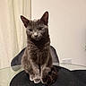 animal, calm, cat, chair, curtain, cute, domestic_animal, ears, feline, fur, glass_table, gray_cat, indoor, pet, placemat, quiet, sitting, table, tail, whiskers
