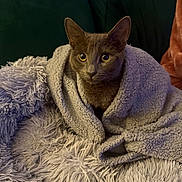 Minnie Randall is registered to the contest to win money with this photo: animal, blanket, cat, comfort, couch, cozy, curious, feline, fur, gray_cat, home, indoor, pet, plush, relaxing, resting, snug, soft_texture, warm, wide_eyes