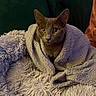 animal, blanket, cat, comfort, couch, cozy, curious, feline, fur, gray_cat, home, indoor, pet, plush, relaxing, resting, snug, soft_texture, warm, wide_eyes