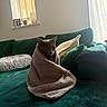 animal, blanket, calm, cat, couch, cozy, curious, domestic_cat, fur, furniture, green_couch, home, indoor, living_room, pet, pillow, relaxed, soft_light, window, wrapped