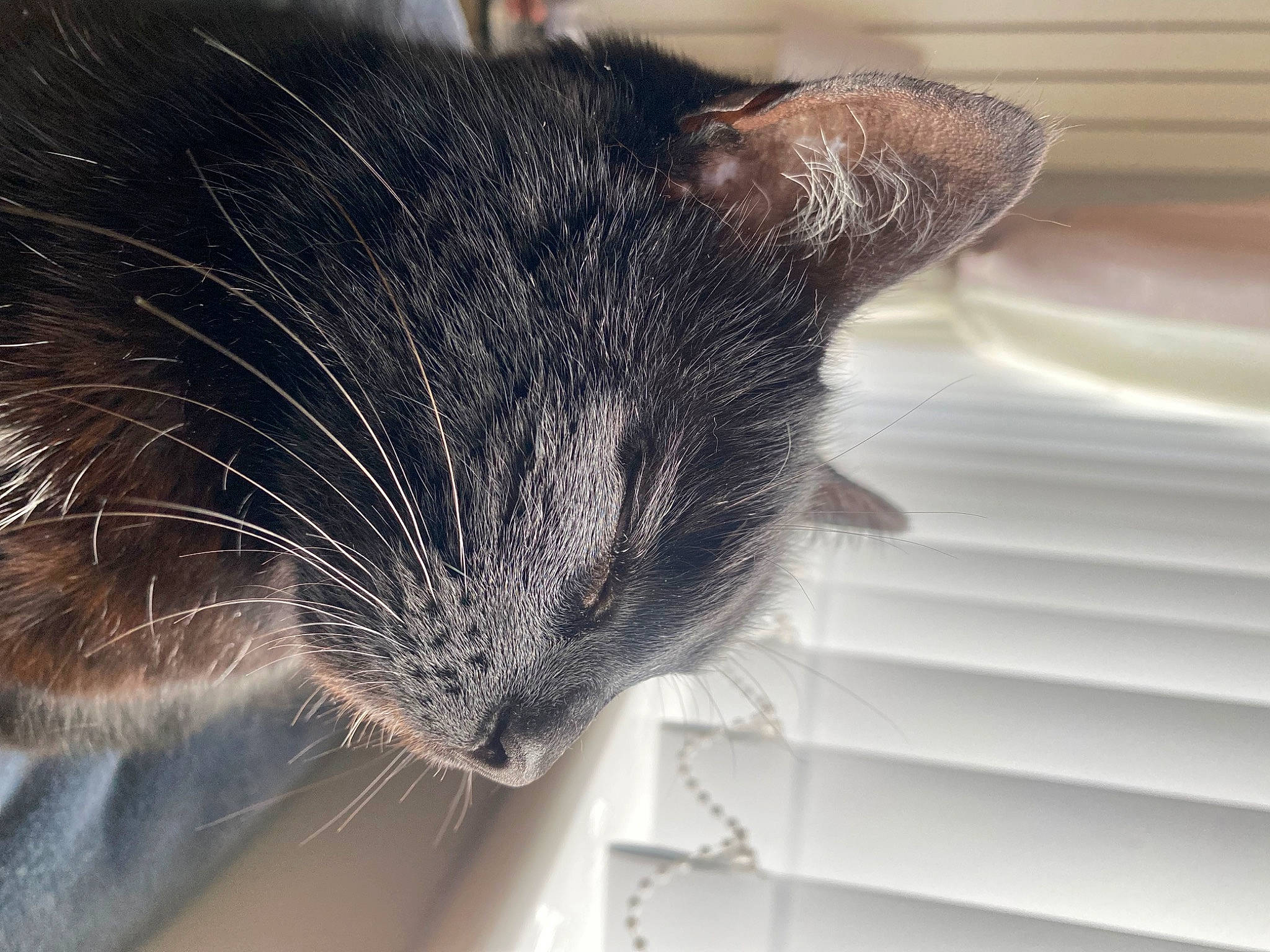 Coco Deponeo is registered to the contest to win money with this photo: black_cat, carnivore, cat, comfort, domestic_short_haired_cat, ear, felidae, fur, paw, small_to_medium_sized_cats, snout, tail, whiskers, window