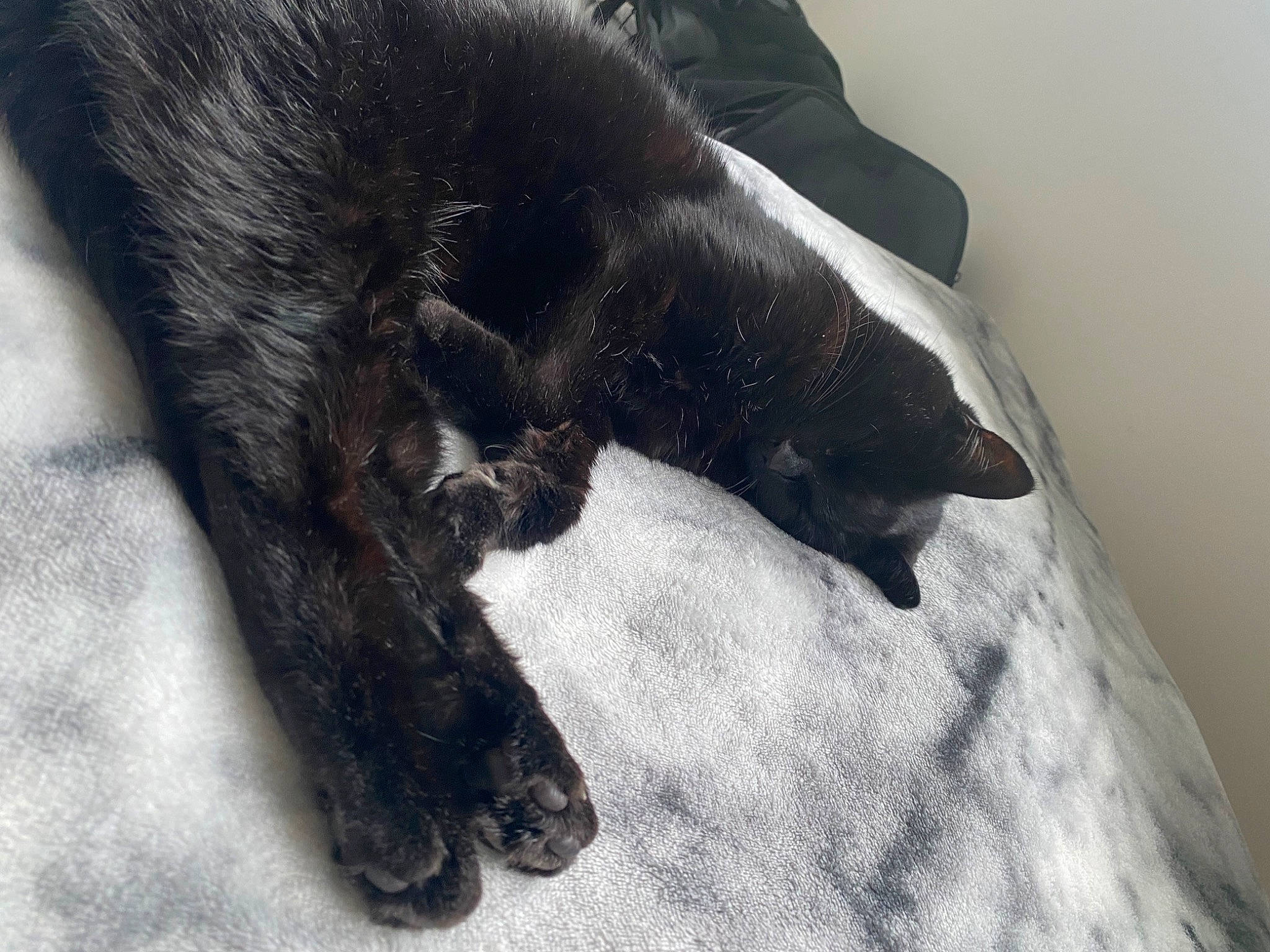 Coco Deponeo joined the competition — help win amazing prizes! black_cat, bombay, carnivore, cat, claw, comfort, dog_breed, domestic_short_haired_cat, felidae, flooring, foot, fur, gesture, human_leg, nap, paw, small_to_medium_sized_cats, tail, terrestrial_animal, whiskers