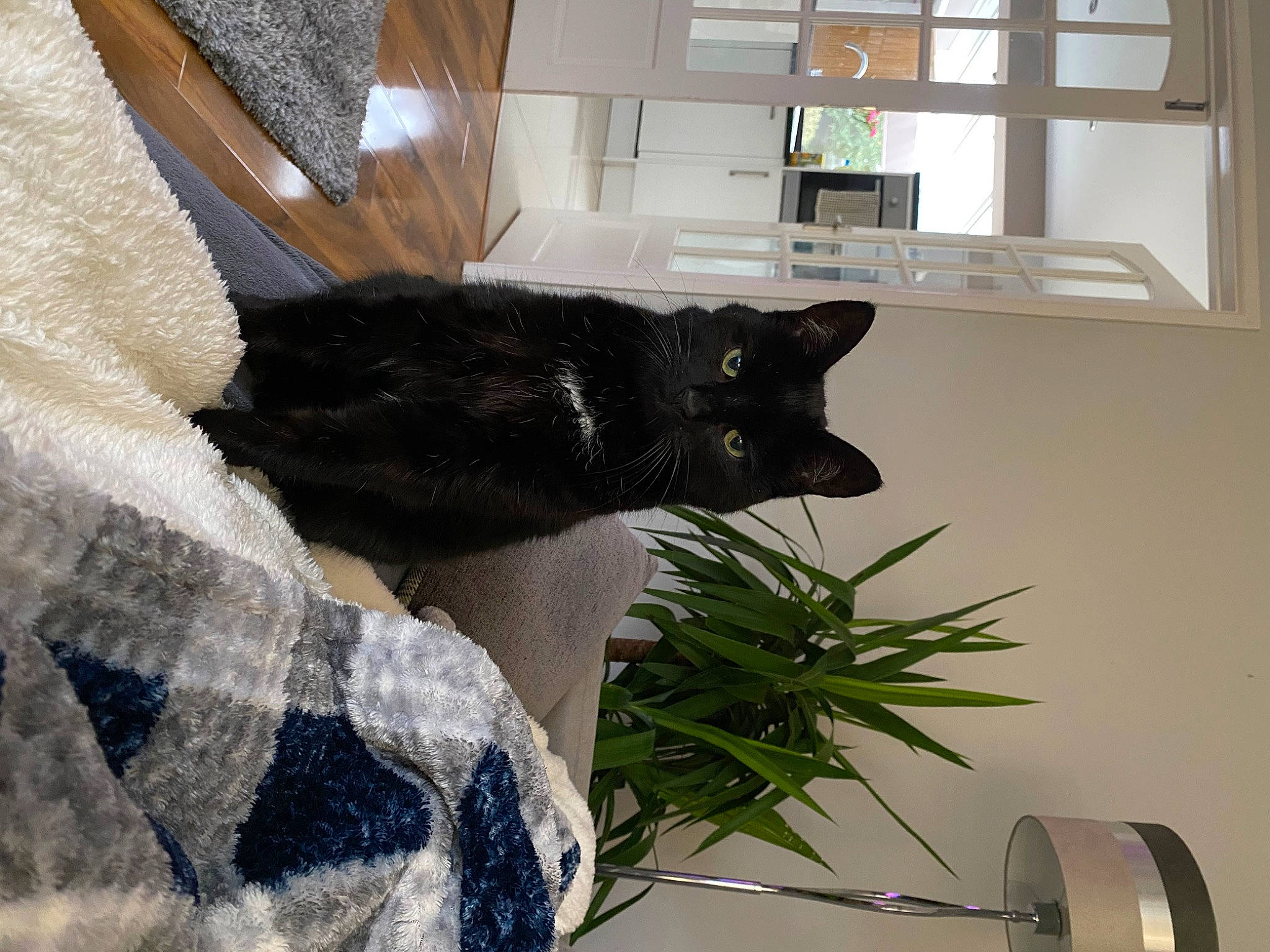 Coco Deponeo is registered to the contest to win money with this photo: black_cat, bombay, carnivore, cat, claw, comfort, domestic_short_haired_cat, felidae, flowerpot, fur, herb, houseplant, linens, pattern, plant, room, small_to_medium_sized_cats, tail, whiskers, window